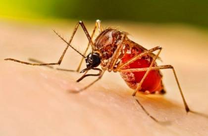 Dengue cases increasing
