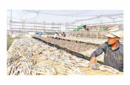Karnaphuli's dried fish - a story of livelihood